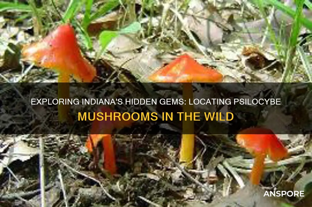 where to find psilocybe mushrooms in indiana