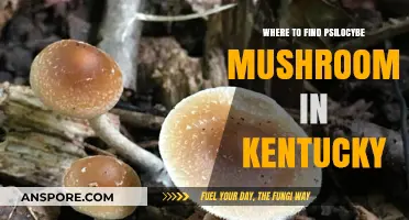 Exploring Kentucky's Hidden Spots for Psilocybe Mushroom Foraging