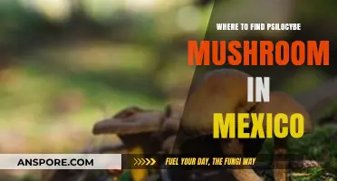Exploring Mexico's Hidden Gems: Psilocybe Mushroom Hunting Guide