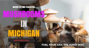 Discovering Psilocybe Mushrooms: Michigan's Best Foraging Spots Guide
