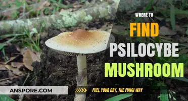Discovering Psilocybe Mushrooms: Top Locations and Foraging Tips