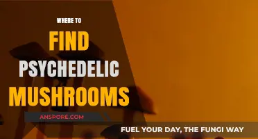Exploring Nature's Hidden Gems: Locating Psychedelic Mushrooms Safely and Responsibly