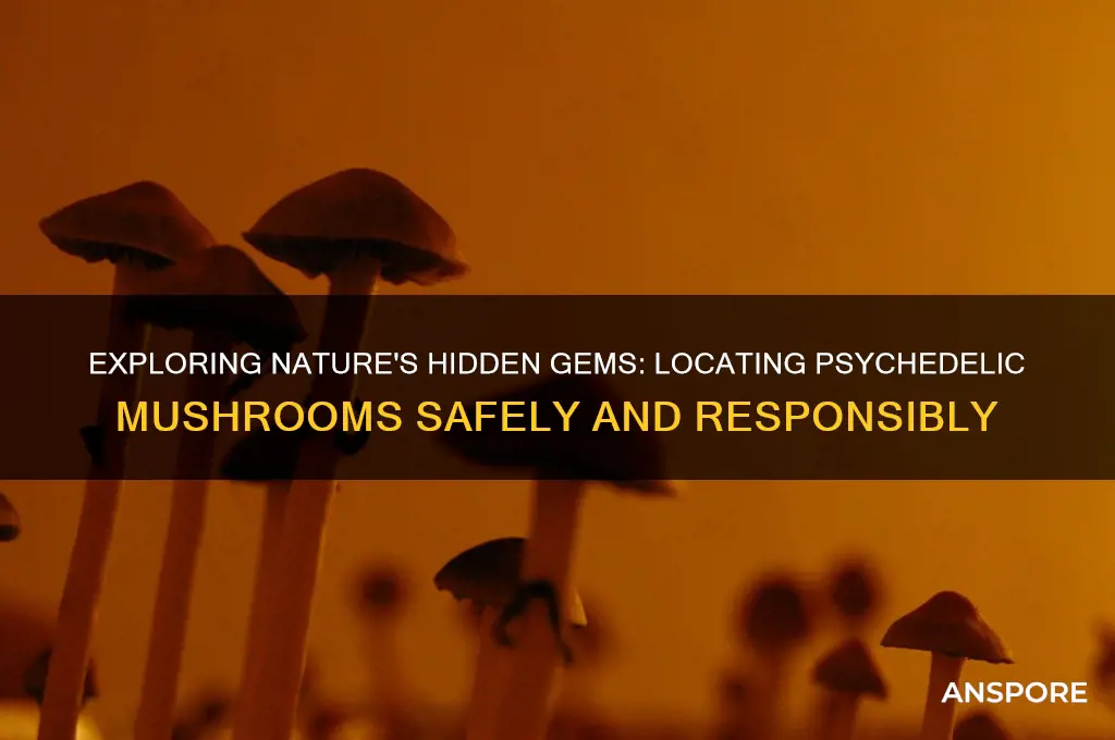 where to find psychedelic mushrooms