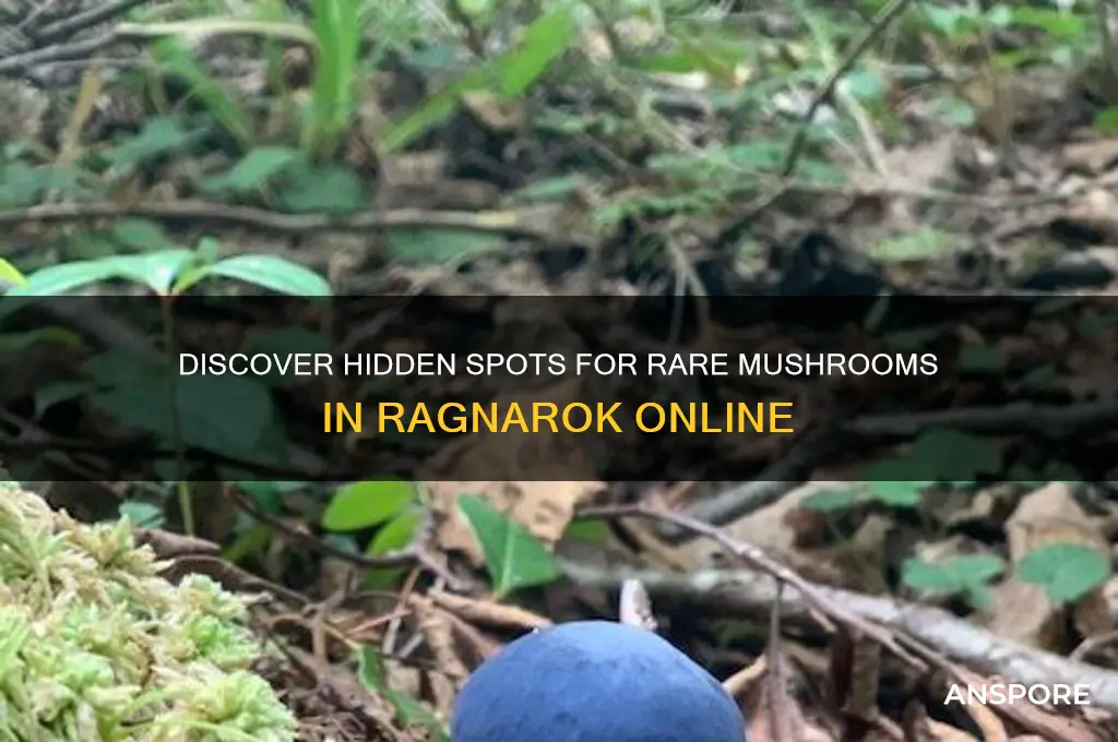 where to find rare mushroom ragnarok