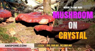 Discover Rare Mushrooms on Crystal: Top Hunting Spots Revealed