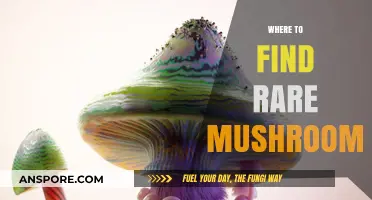 Discover Hidden Gems: Top Spots for Rare Mushroom Hunting