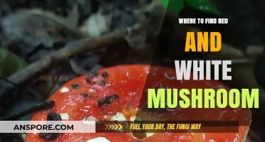 Discovering Red and White Mushrooms: Top Locations for Foragers