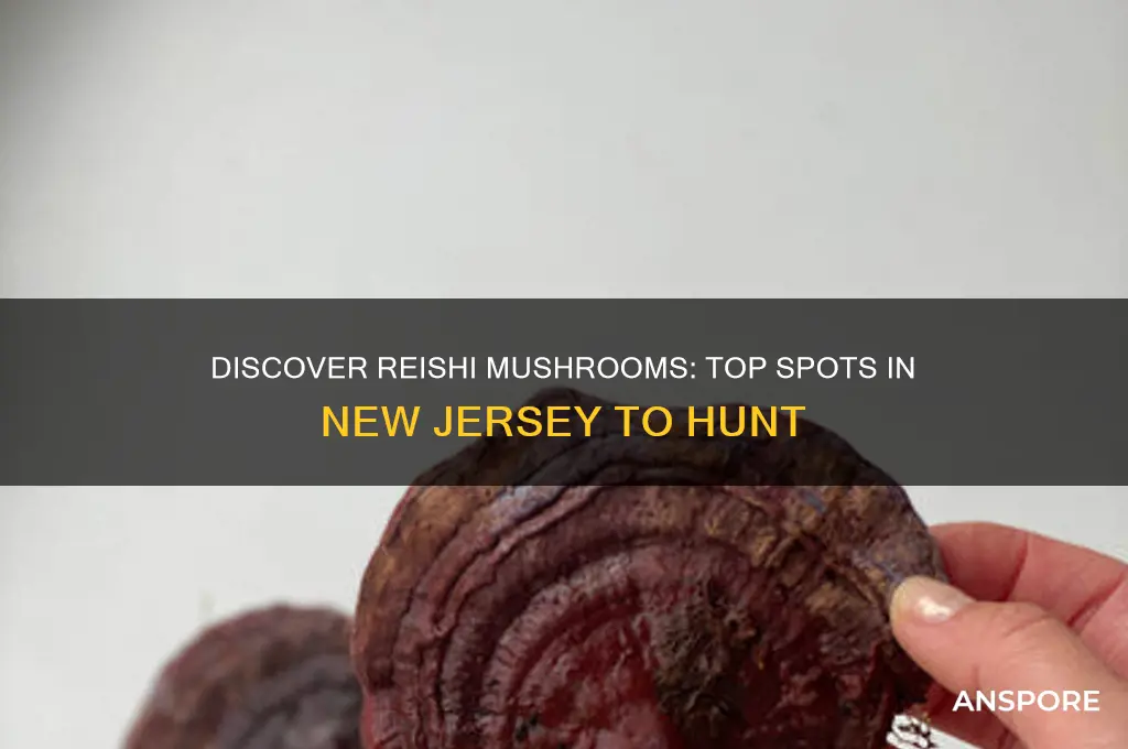 where to find reishi mushroom in new jersey