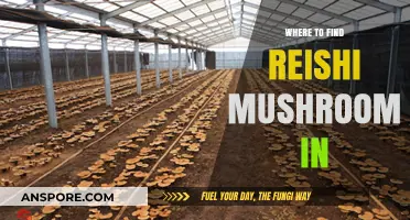 Discovering Reishi Mushrooms: Top Natural Habitats and Foraging Tips