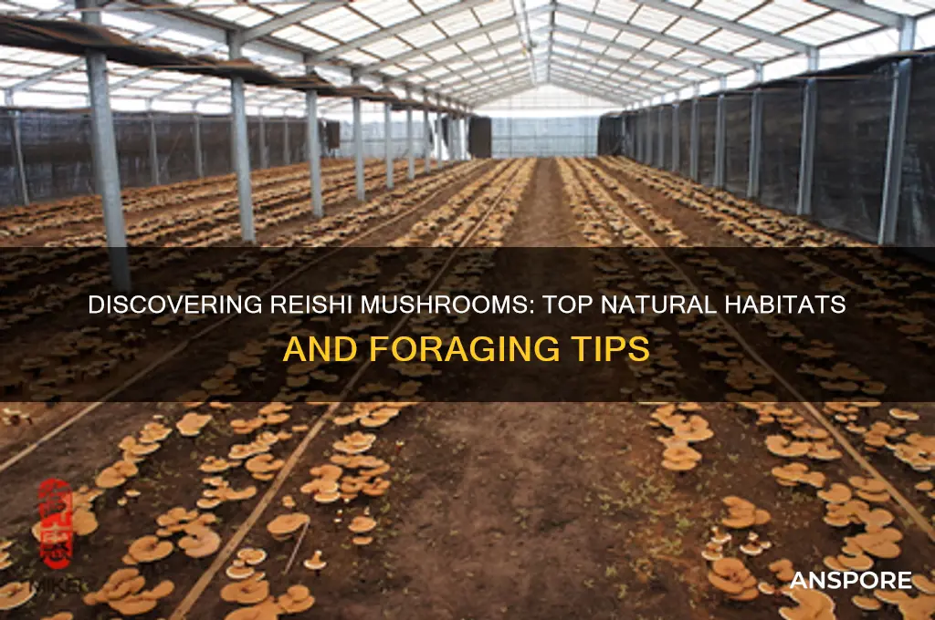 where to find reishi mushroom in