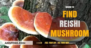 Discovering Reishi Mushrooms: Top Locations and Foraging Tips for Beginners