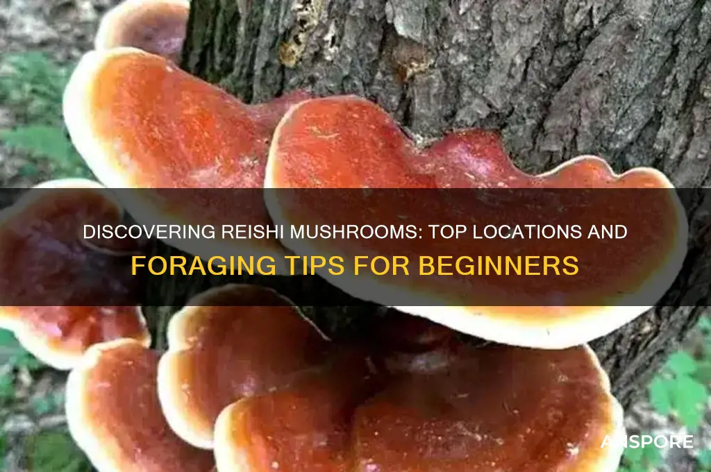 where to find reishi mushroom