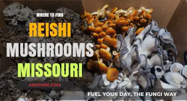 Discovering Reishi Mushrooms in Missouri: Top Spots and Tips