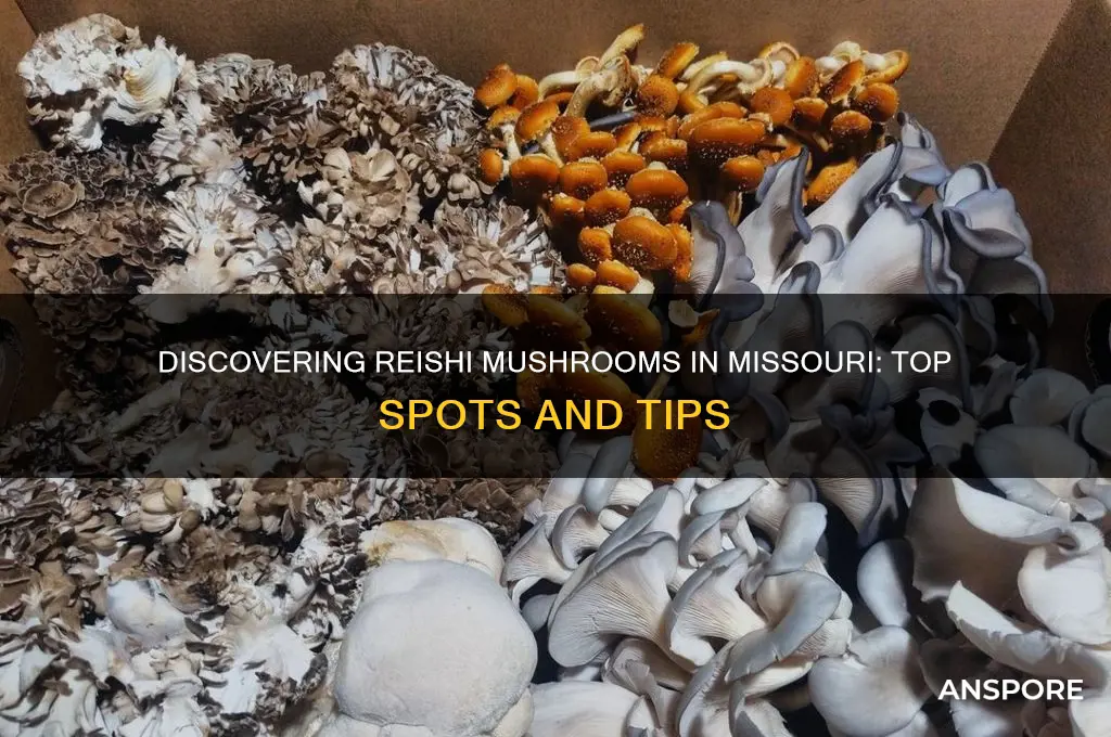 where to find reishi mushrooms missouri