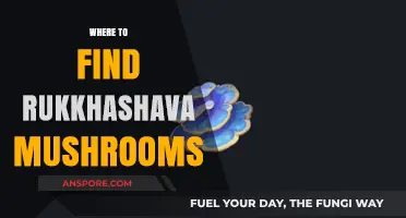 Discover Rukkhashava Mushrooms: Top Locations for Foraging Success
