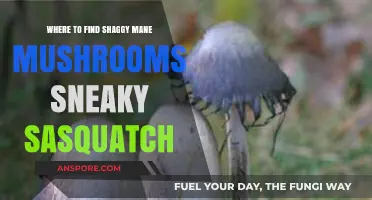 Sneaky Sasquatch Shaggy Mane Mushroom Hunt: Top Secret Foraging Spots