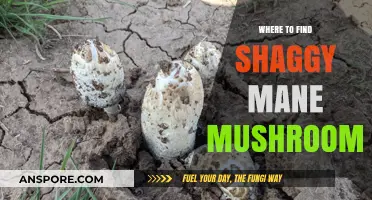 Discover Shaggy Mane Mushrooms: Top Locations and Foraging Tips