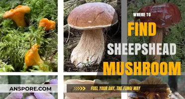 Discovering Sheepshead Mushrooms: Prime Locations for Foraging Success