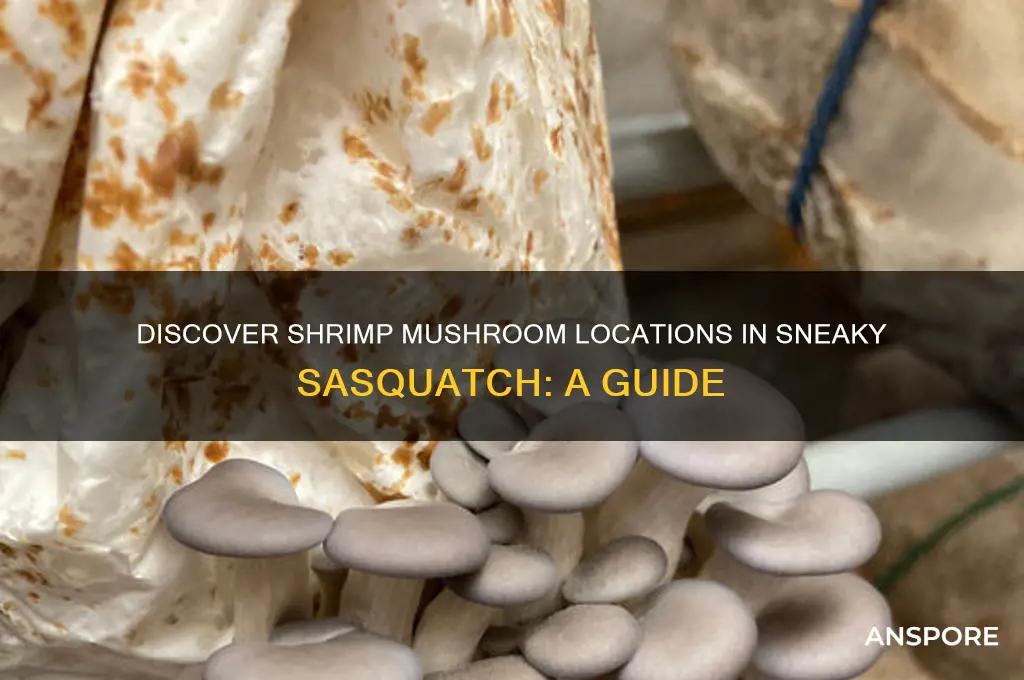 where to find shrimp mushroom sneaky sasquatch