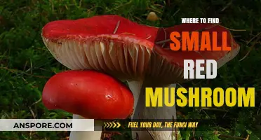 Discovering Small Red Mushrooms: Top Spots for Foraging and Identification