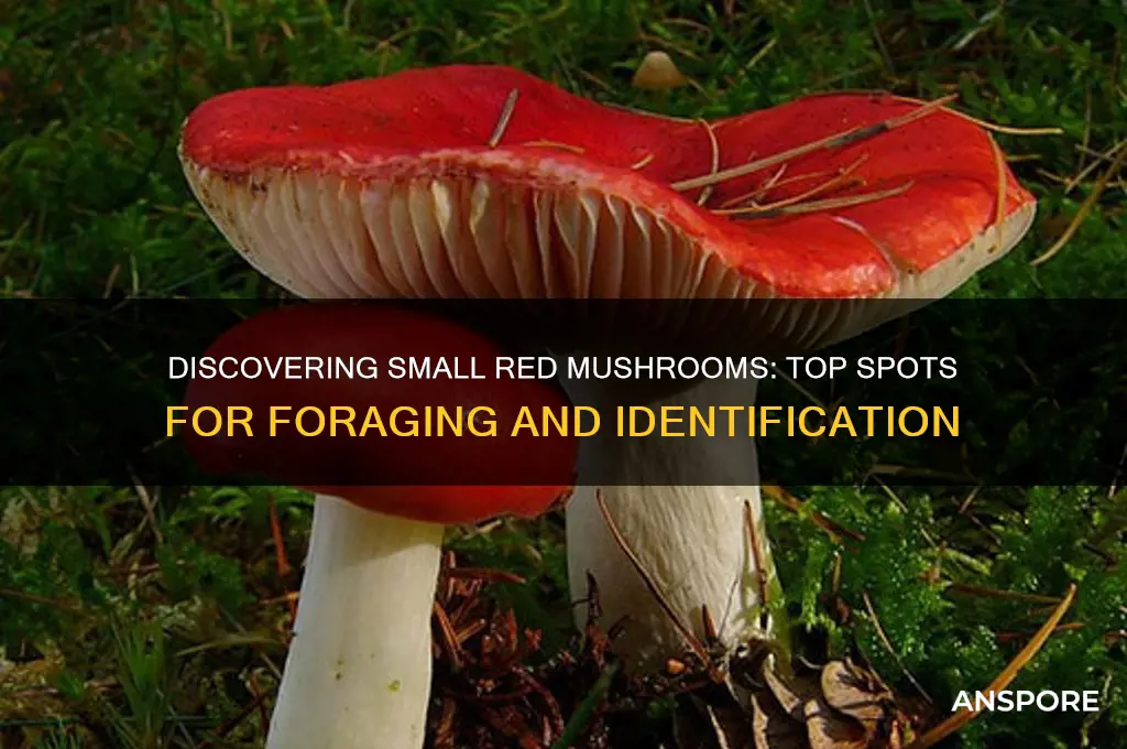 where to find small red mushroom