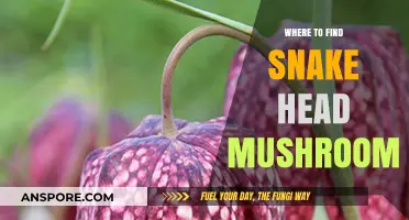 Discovering Snake Head Mushrooms: Top Locations and Foraging Tips