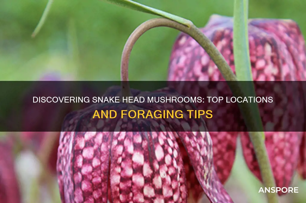 where to find snake head mushroom