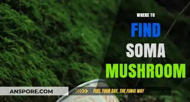 Discovering Soma: Top Locations to Find the Legendary Mushroom