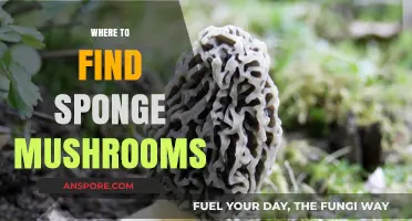 Discovering Sponge Mushrooms: Top Locations for Foraging Enthusiasts