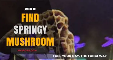 Discovering Springy Mushrooms: Top Spots for Foraging Adventures