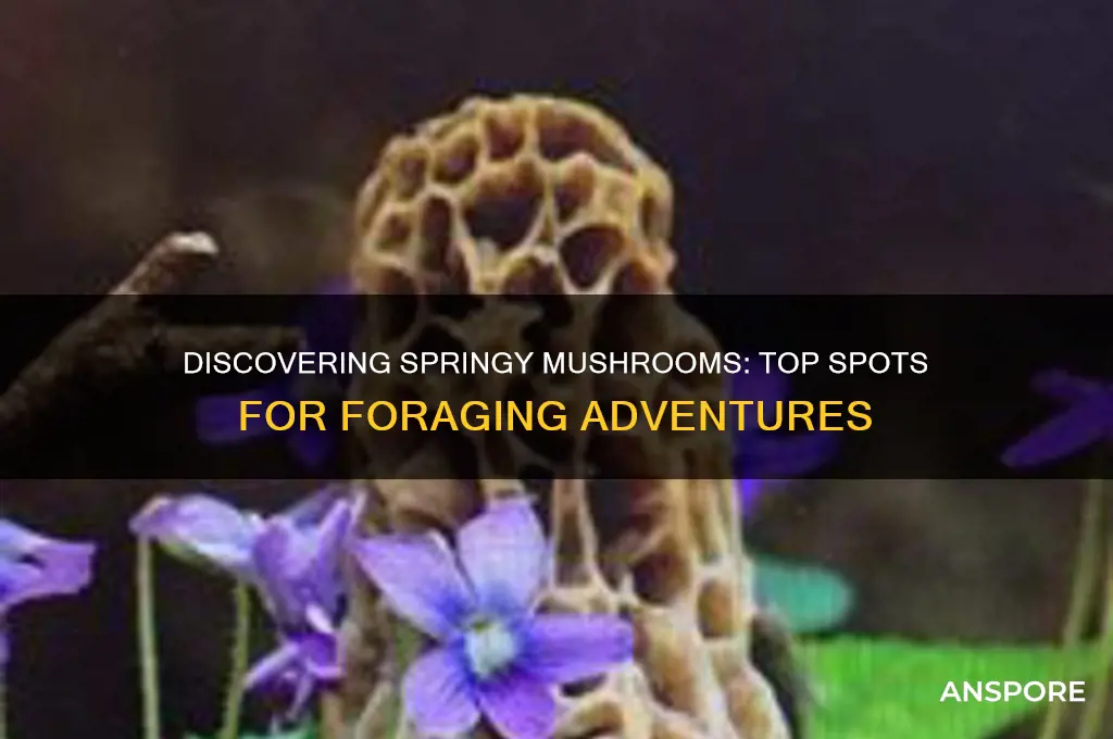 where to find springy mushroom