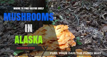 Discover Alaska's Sulfur Shelf Mushrooms: Prime Foraging Spots Revealed