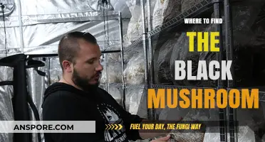 Discovering the Elusive Black Mushroom: Top Locations and Hunting Tips