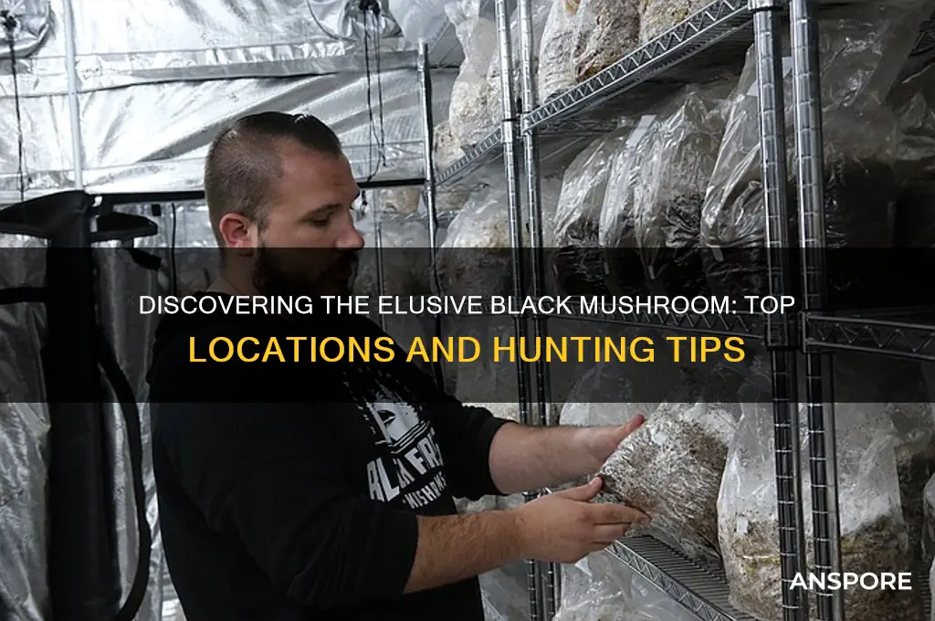 where to find the black mushroom