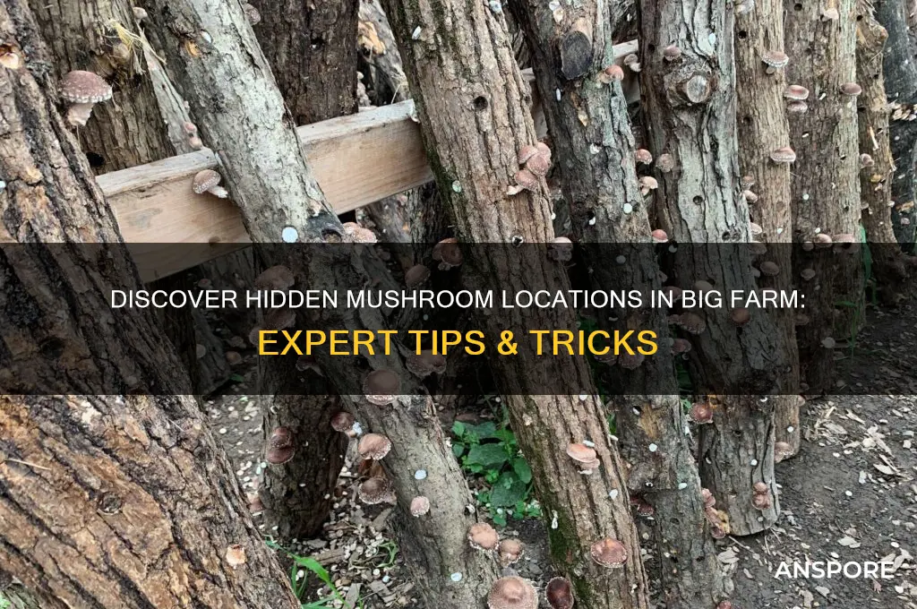 where to find the mushrooms in big farm