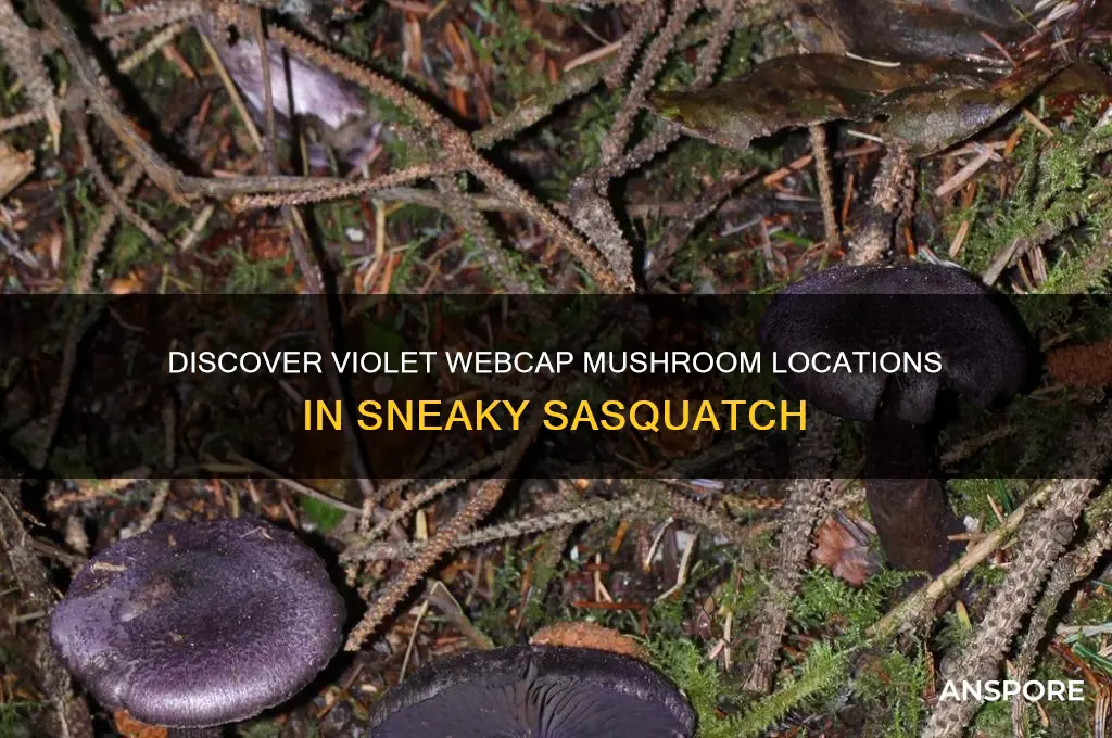 where to find the violet webcap mushroom in sneaky sasquatch