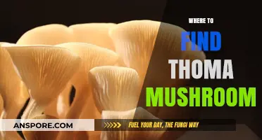 Discovering Thoma Mushrooms: Top Spots for Foraging and Buying