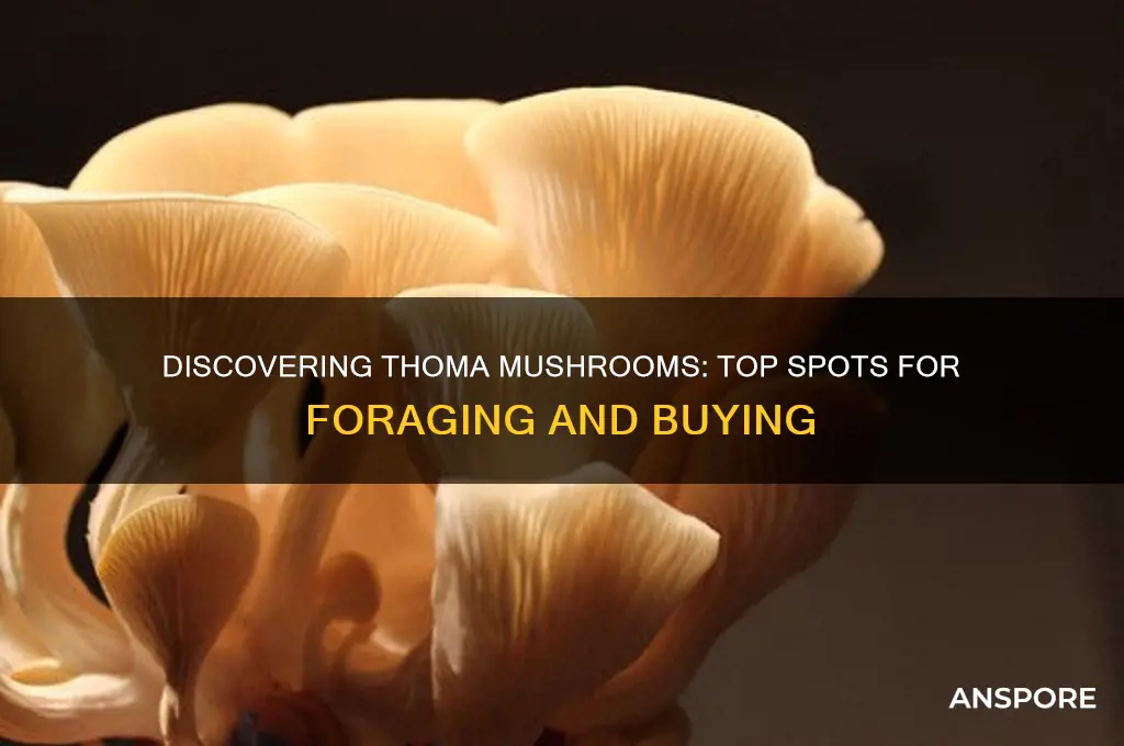 where to find thoma mushrooms