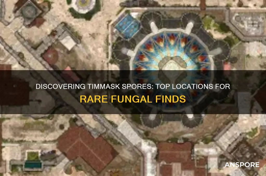 where to find timmask spores