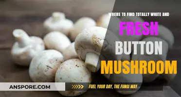 Discover Pristine White Button Mushrooms: Fresh Sources and Tips
