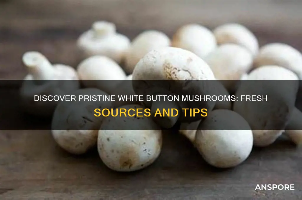 where to find totally white and fresh button mushrooms