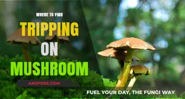 Exploring Nature's Psychedelic Secrets: Where to Find Magic Mushrooms Safely