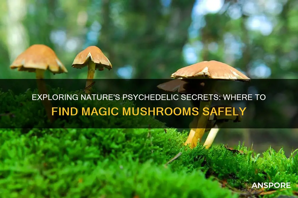 where to find tripping on mushroom