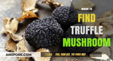 Discovering Hidden Gems: Top Spots to Find Truffle Mushrooms
