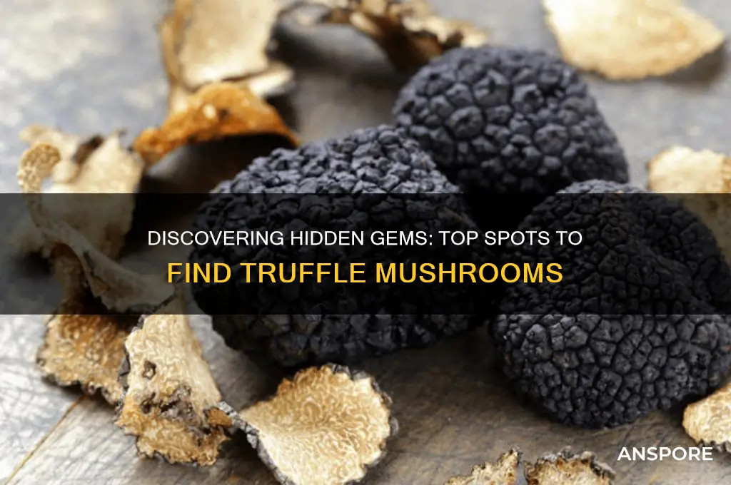 where to find truffle mushroom