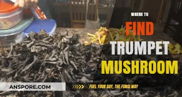 Discovering Trumpet Mushrooms: Top Locations for Foraging Success