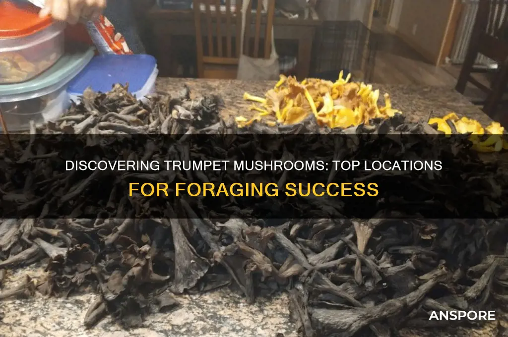 where to find trumpet mushrooms