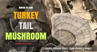 Discover Turkey Tail Mushrooms: Top Spots for Foraging and Buying