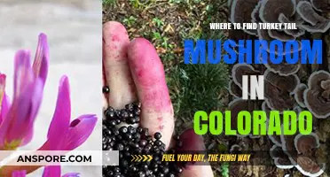 Discovering Turkey Tail Mushrooms: Colorado's Best Foraging Spots