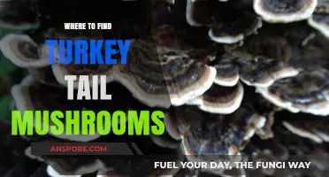 Discovering Turkey Tail Mushrooms: Top Locations and Foraging Tips